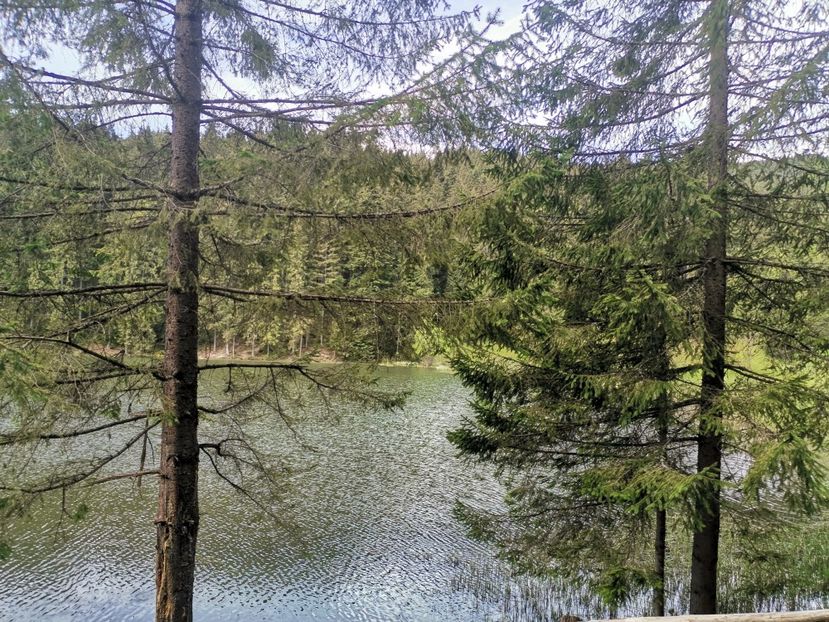  - Bucovina