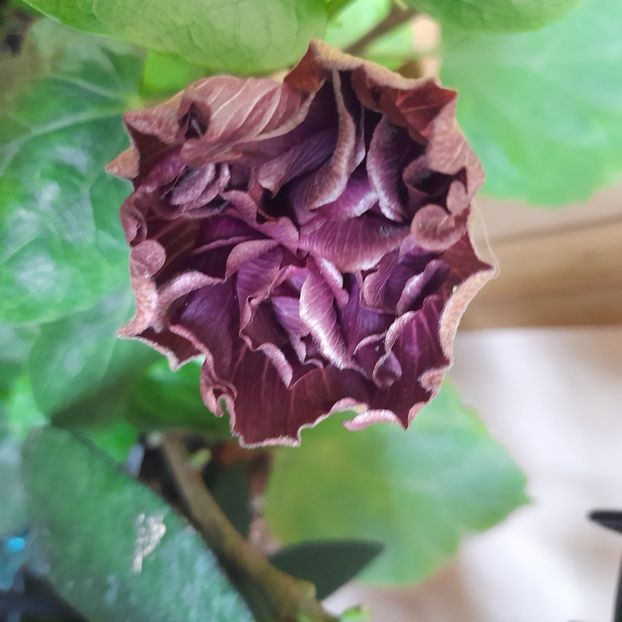 15.10.2022 - Chi s Garden Bear Baby