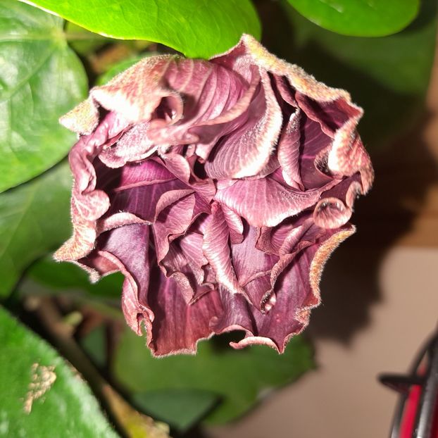  - Chi s Garden Bear Baby