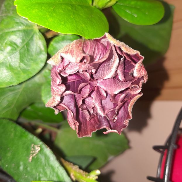  - Chi s Garden Bear Baby