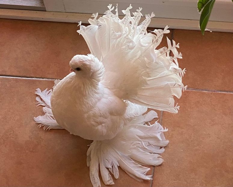  - SIBERIENI si NORCAUCAZIENI