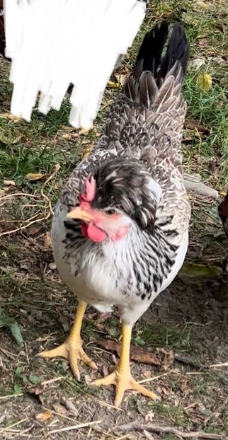 11D7D93E-DB56-4B02-BE43-3360883BA7CA - puisori 2022