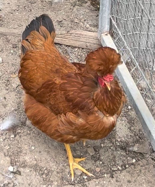 52219BF2-0456-47DB-9E98-3A62F1385960 - puisori 2022