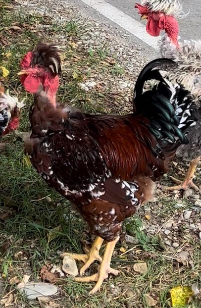 80344CBD-C301-469F-ADF6-39FA5826AAC3 - puisori 2022