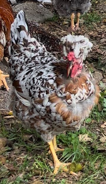 0110C86A-7DED-4F66-B427-BD07177E834D - puisori 2022