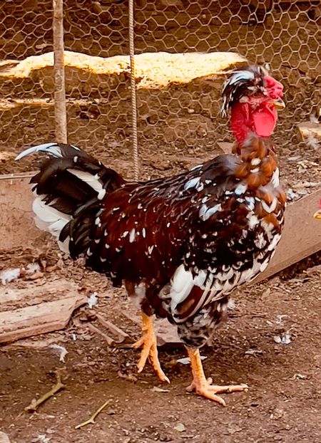 168B08D0-2427-45BD-BAFE-1D527953708F - puisori 2022