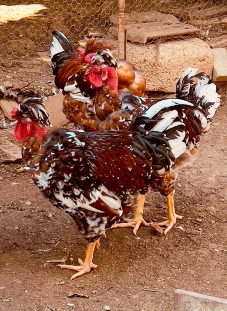 C2A0C2A0-9CAD-4AB9-A496-5E0F9607FABB - puisori 2022