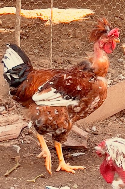 3D89FE9C-889F-4387-A3F5-41429CC5FF65 - puisori 2022