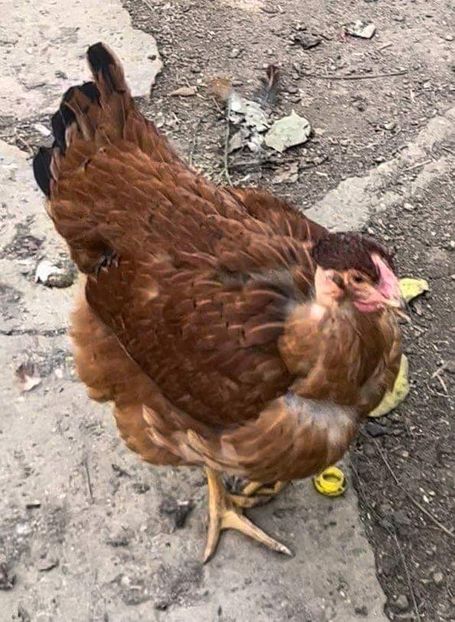 ED293D96-16AD-43D9-A5CE-E812AC4FF94E - puisori 2022