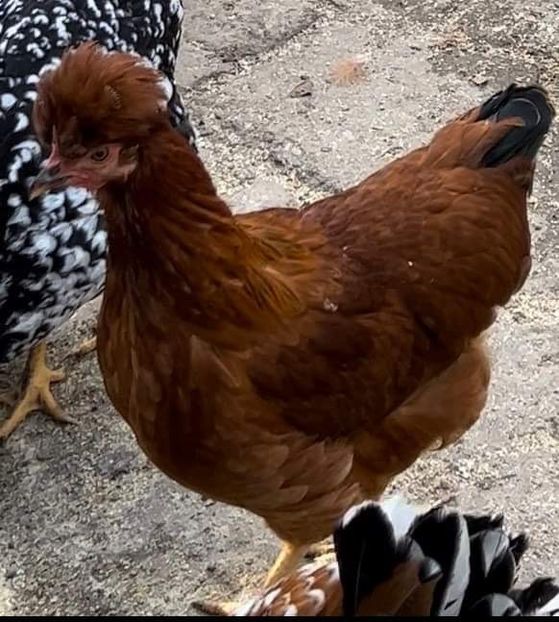 5E191194-92C6-42BF-9106-E8D604741DEA - puisori 2022