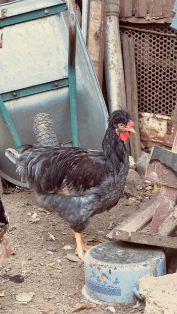 A0A8EE94-8710-46AB-9472-11EE8BDC1DC0 - puisori 2022