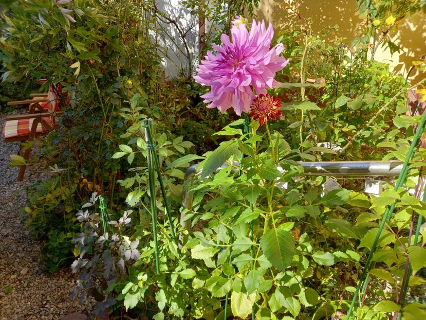  - Grădina 2022 continuare 4