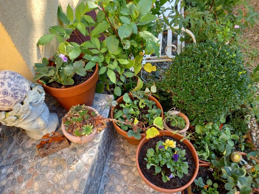  - Grădina 2022 continuare 4