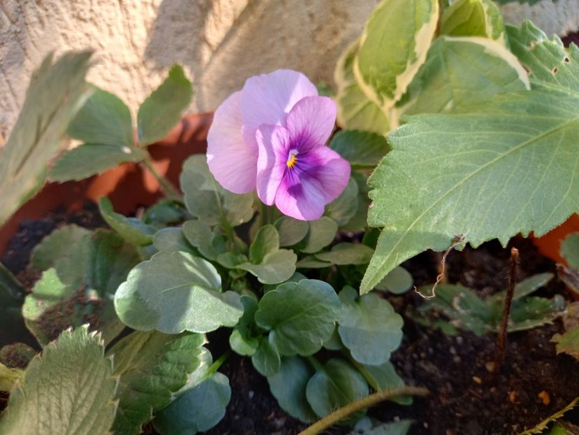  - Grădina 2022 continuare 4