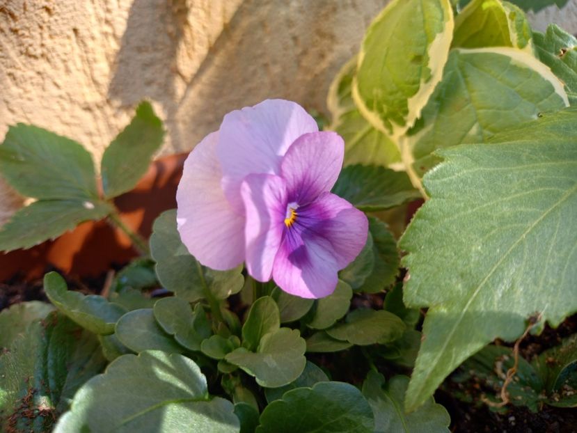  - Grădina 2022 continuare 4