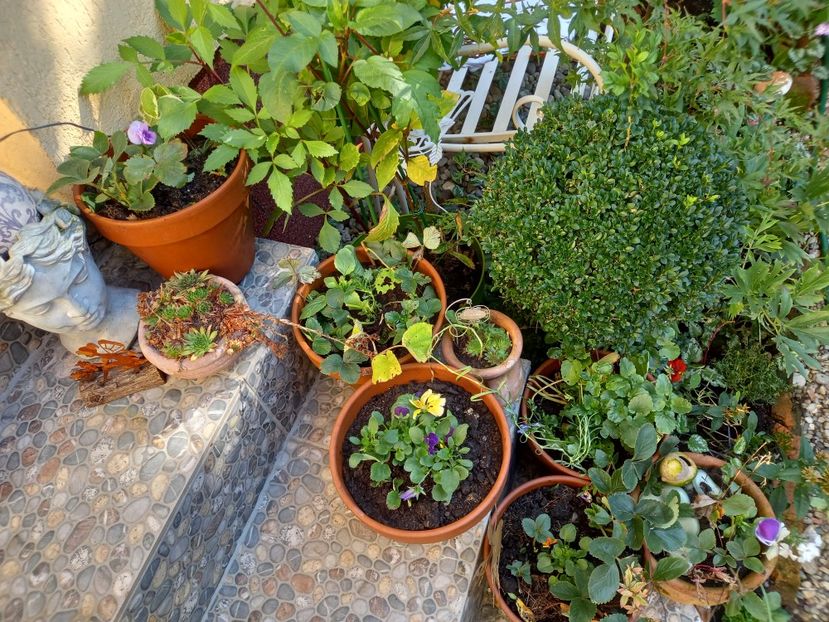  - Grădina 2022 continuare 4