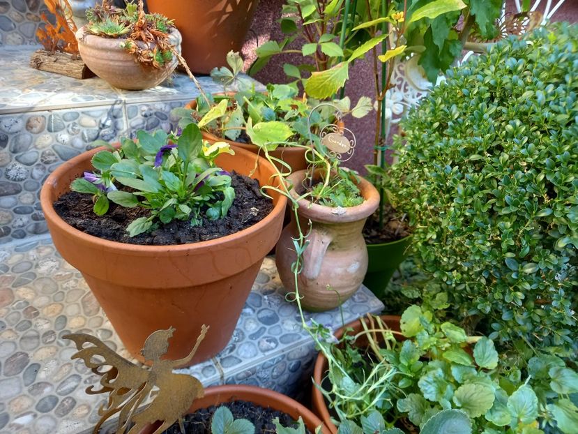  - Grădina 2022 continuare 4