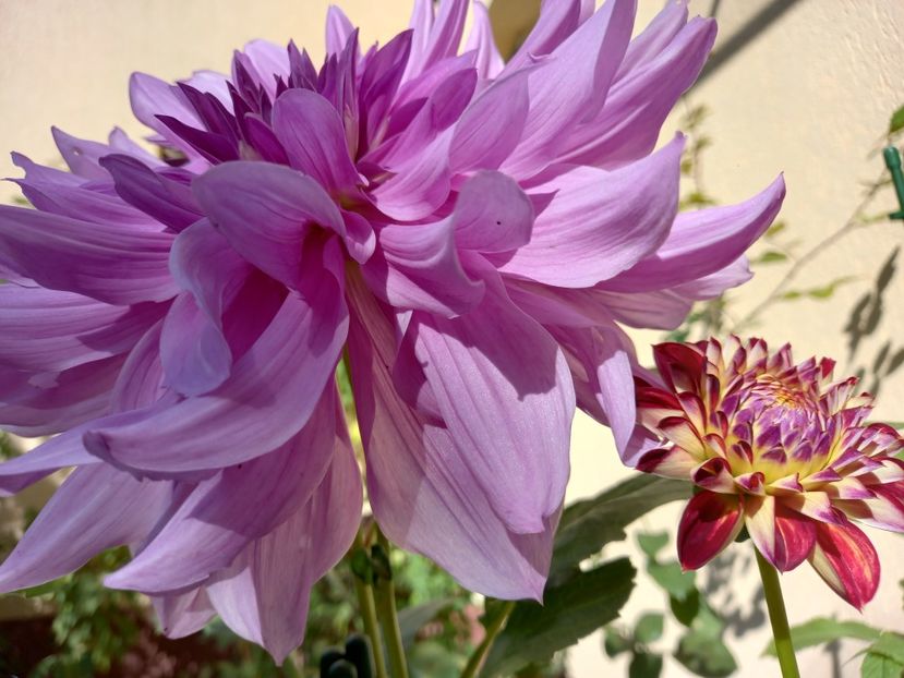  - Grădina 2022 continuare 4