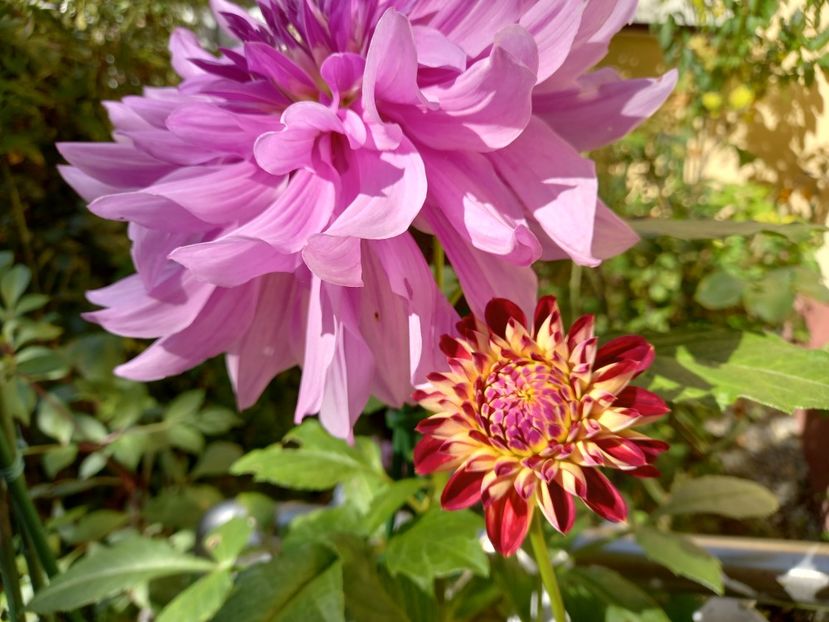  - Grădina 2022 continuare 4