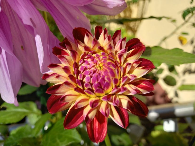 Dalia "Jowey Joshua" - Grădina 2022 continuare 4