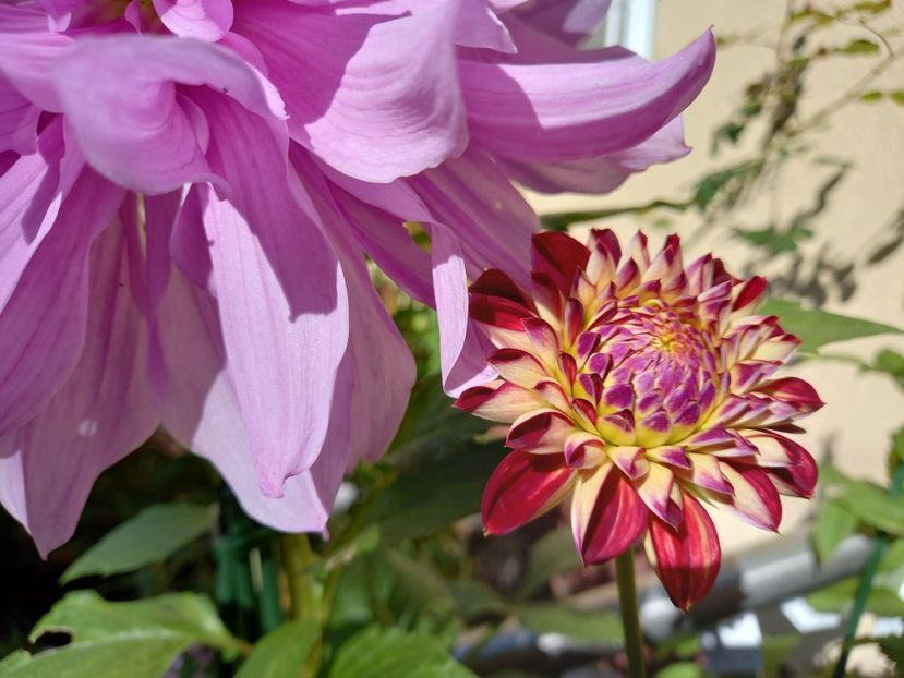  - Grădina 2022 continuare 4