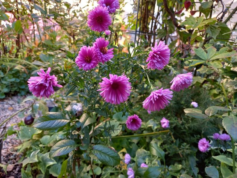  - Grădina 2022 continuare 4