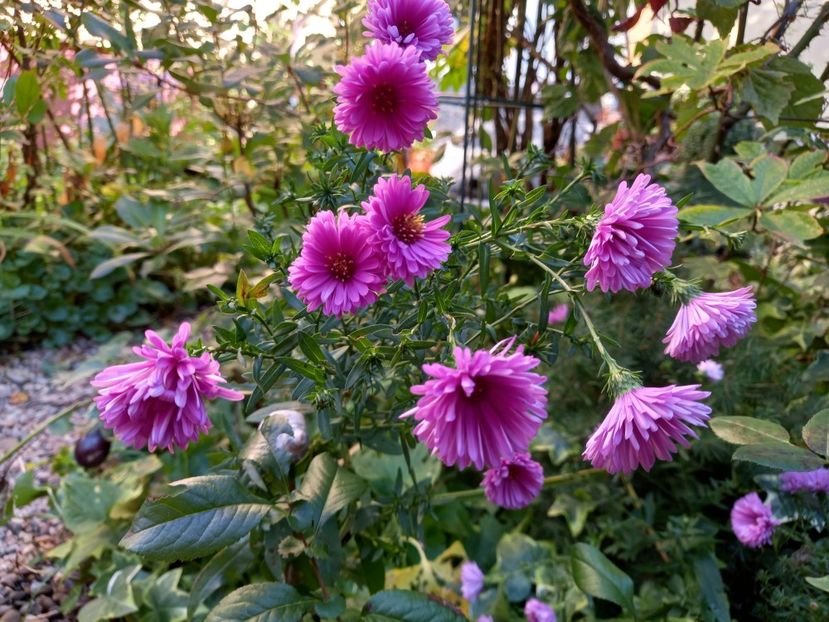  - Grădina 2022 continuare 4