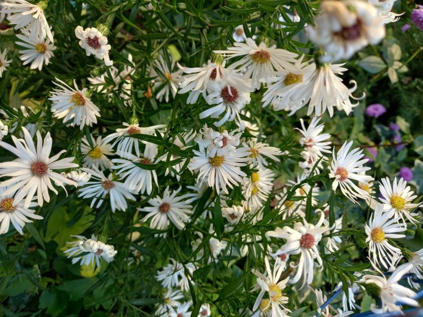  - Grădina 2022 continuare 4