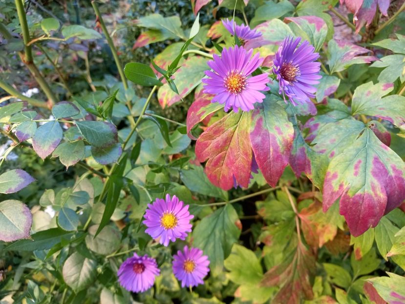  - Grădina 2022 continuare 4