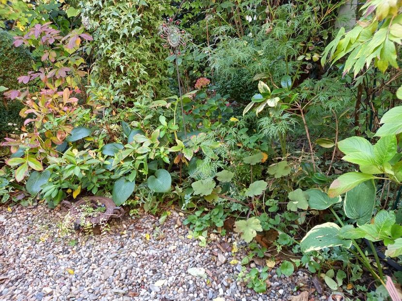  - Grădina 2022 continuare 4