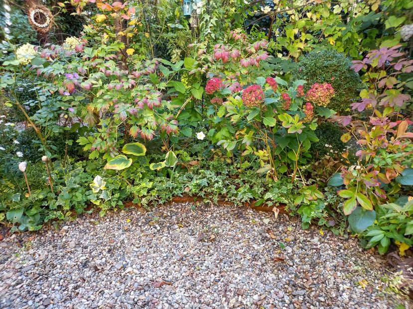  - Grădina 2022 continuare 4