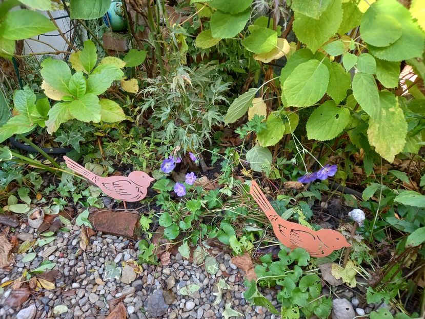  - Grădina 2022 continuare 4