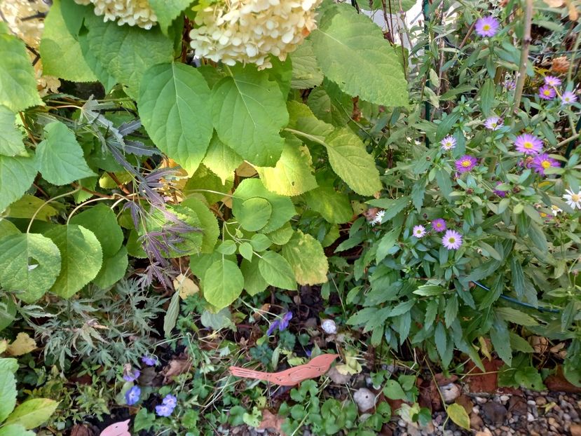  - Grădina 2022 continuare 4