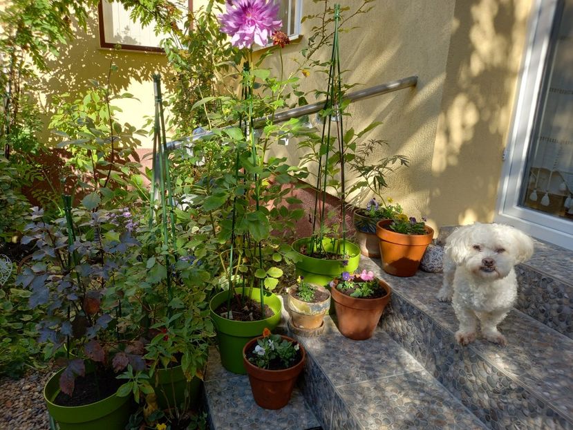  - Grădina 2022 continuare 4