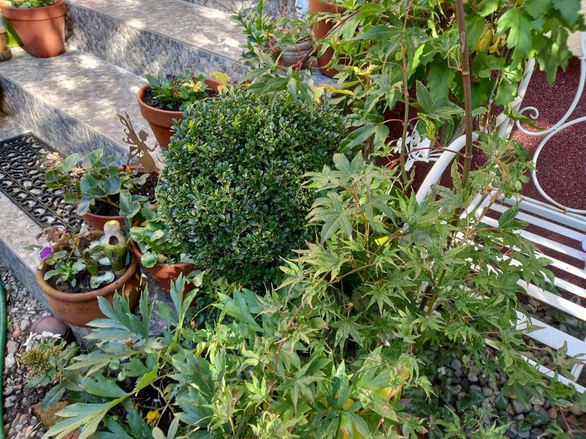  - Grădina 2022 continuare 4