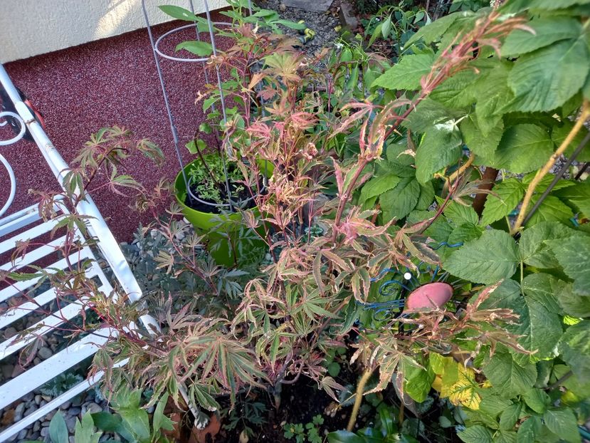  - Grădina 2022 continuare 4