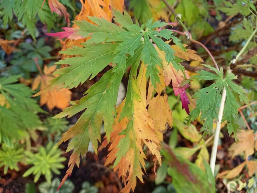 Acer japonicum Dancing Pecock, "Mai kujaku" - Grădina 2022 continuare 4
