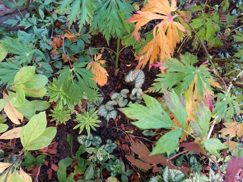  - Grădina 2022 continuare 4