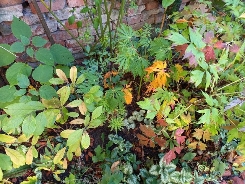  - Grădina 2022 continuare 4