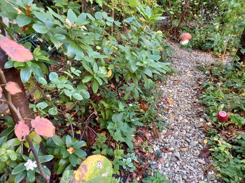  - Grădina 2022 continuare 4