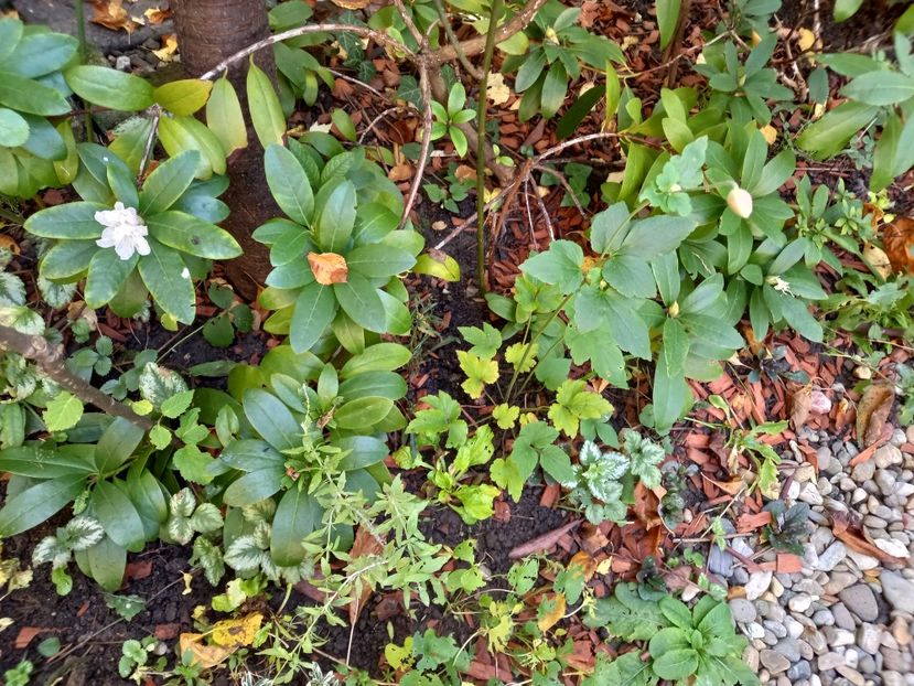  - Grădina 2022 continuare 4