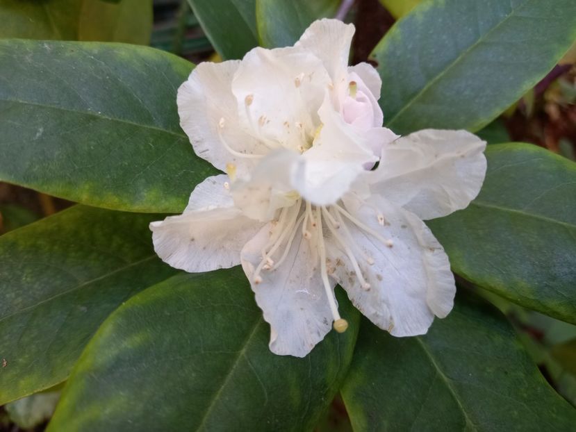  - Grădina 2022 continuare 4