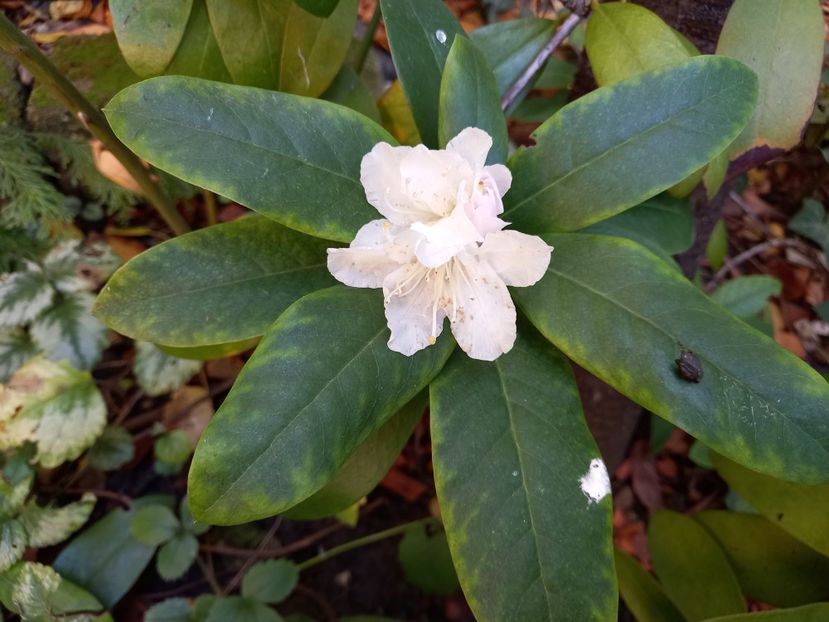  - Grădina 2022 continuare 4