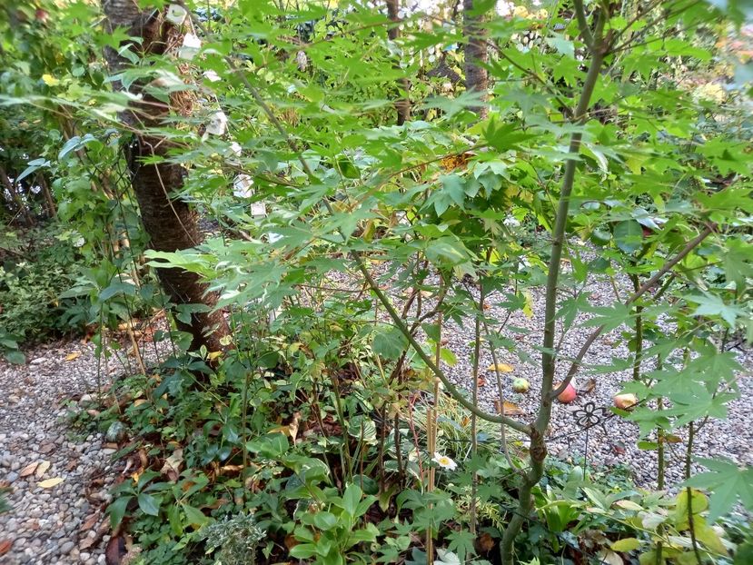  - Grădina 2022 continuare 4