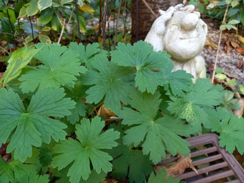  - Grădina 2022 continuare 4