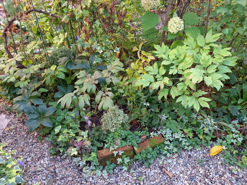  - Grădina 2022 continuare 4