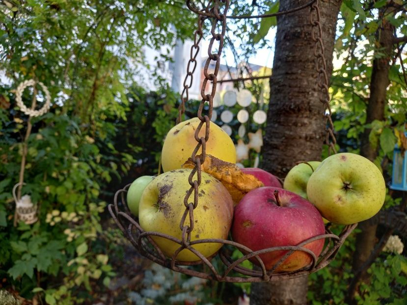  - Grădina 2022 continuare 4