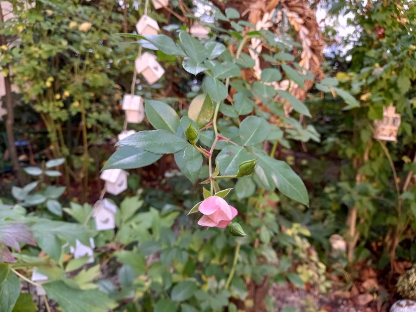  - Grădina 2022 continuare 4