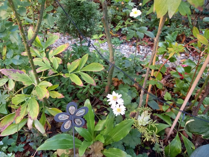  - Grădina 2022 continuare 4