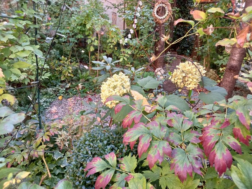  - Grădina 2022 continuare 4